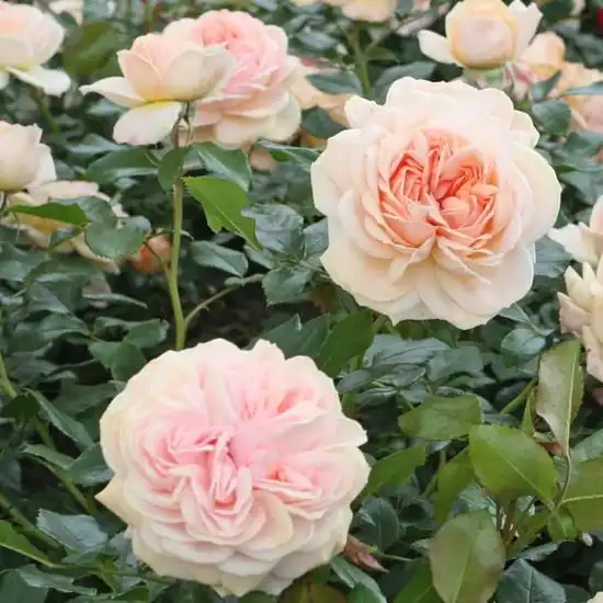 Trandafiri Floribunda - Trandafiri - Garden of Roses® - 